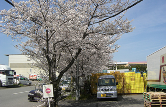 見事に咲いた満開の桜