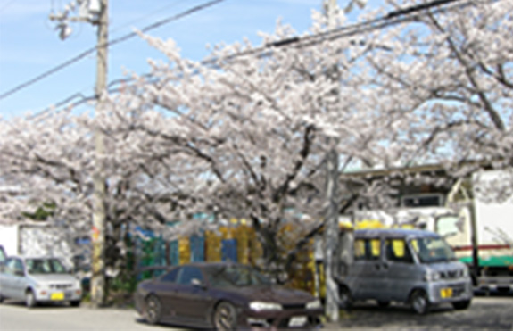 アングルはもう一つですが、満開の桜に免じて・・・